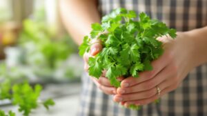 bienfait du persil pour la sante